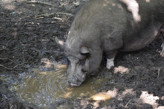 A選秀時從 A選秀時從